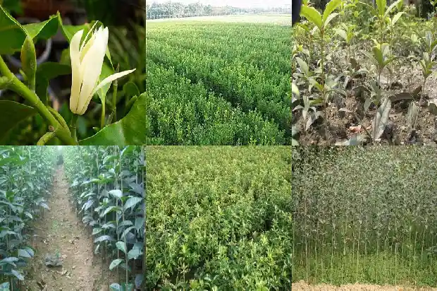 桂花树的分布作用1686618160668