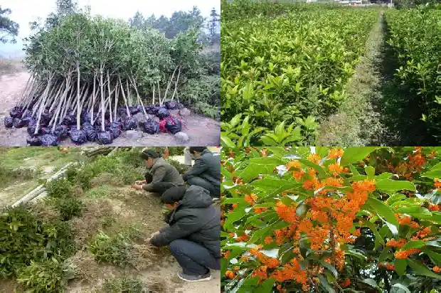 桂花树是哪个国家的品种1686618168579