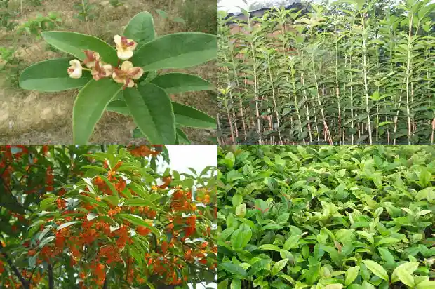 桂花树是哪个国家的品种1686618168627