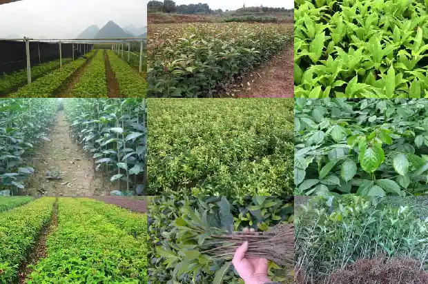 桂花最好的产地在哪里1686618187995