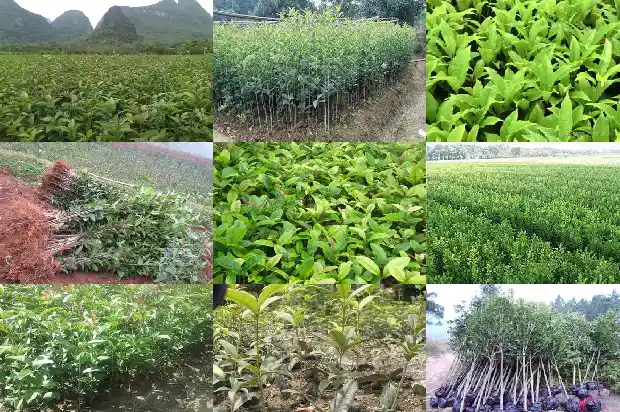 桂花的生产地是哪里1686618195513