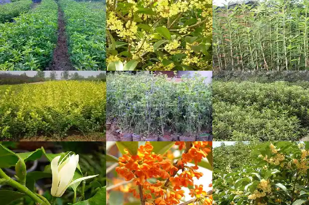 桂花树产地在哪个城市最好呢1686618224606