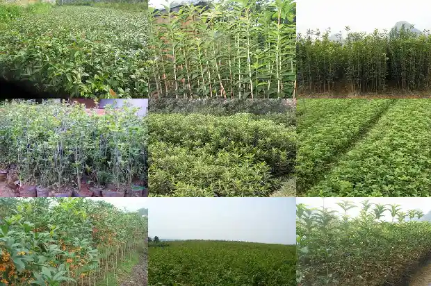 桂花树寓意着什么道理1690677023054