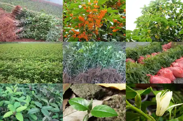 桂花树产于何地种植1686618245816