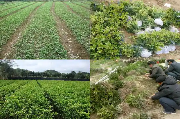 桂花树什么时候栽容易活1690245557449