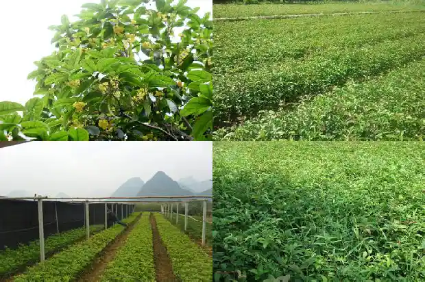 哪个地方盛产桂花1686618263249