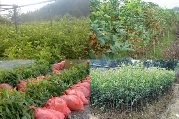 哪里盛产桂花树苗最多1686618275337