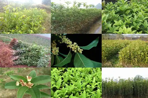 哪里盛产桂花树苗最多1686618275384