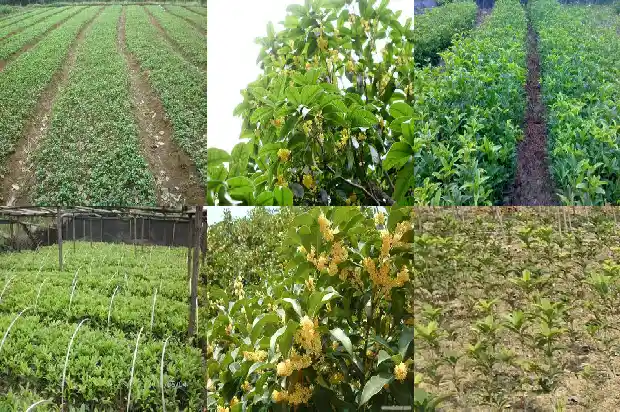 十公分的桂花树多少钱一斤1689640089075