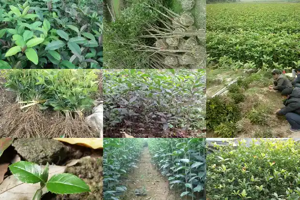 桂花树产量最大的地区是哪里1686618294828