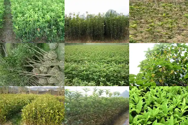 桂花树产量最大的地区是哪里1686618294971