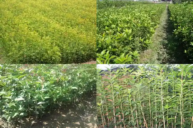 桂花树哪里产的最好吃呢1686618305069