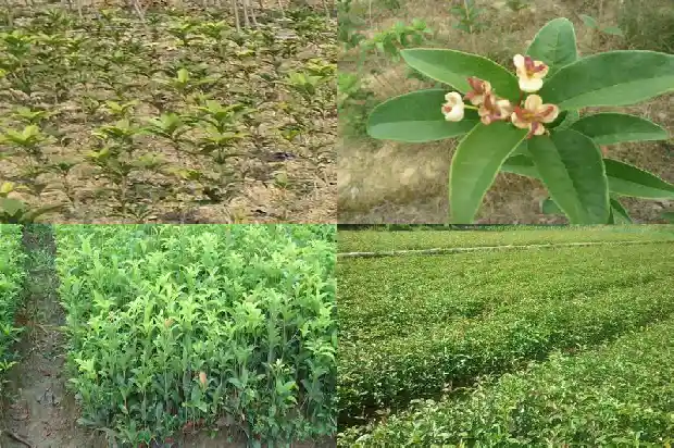 桂花树哪里产的最好看又好养1686618314869