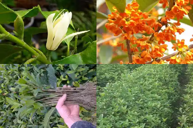 桂花树哪里产的最好看又好养1686618314917