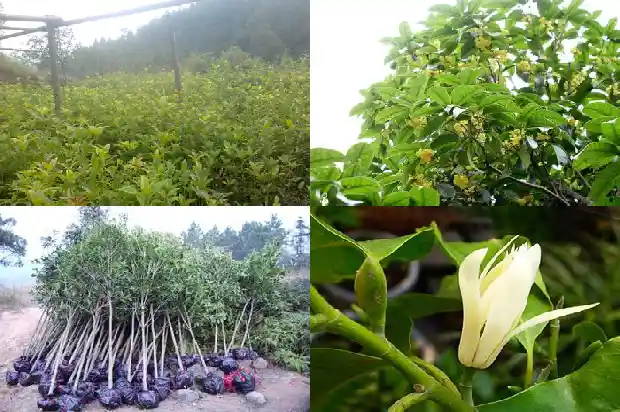 桂花树哪里产的最好看又好养1686618314965