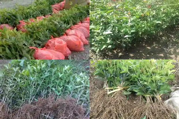 桂花树分布在中国的哪里地区最多1686618322811
