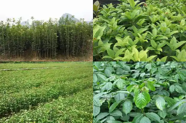 桂花树分布在中国的哪里地区最多1686618322859