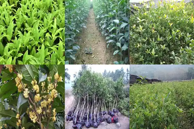 桂花树生长在我国什么地方呢1686618330592