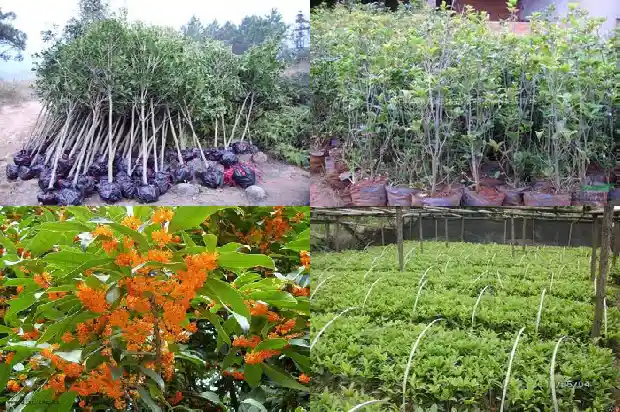 8寸桂花树值多少钱一棵1686618342424
