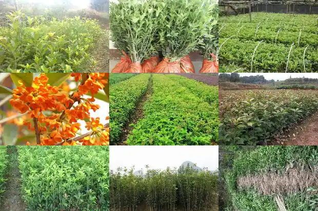 8寸桂花树值多少钱一棵1686618342567
