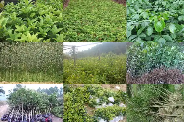 桂花树的产地在哪里啊1686618354669