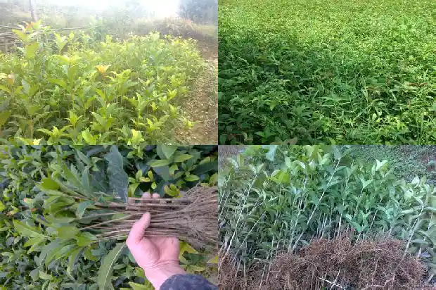 桂花树的产地在哪里啊1686618354763