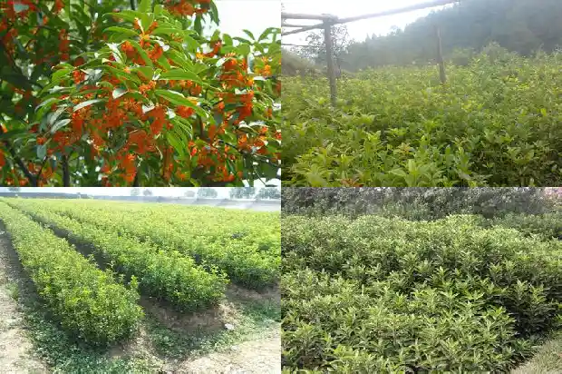 潢川桂花树基地1689640107122