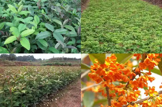 桂花树是中国特有的吗为什么1686701435566