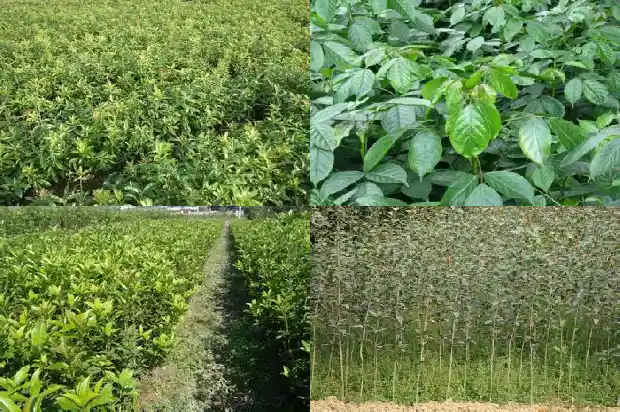 桂花树是中国特有的吗为什么1686701435662