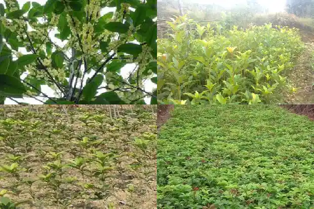 桂花树是中国特有的吗为什么1686701435710