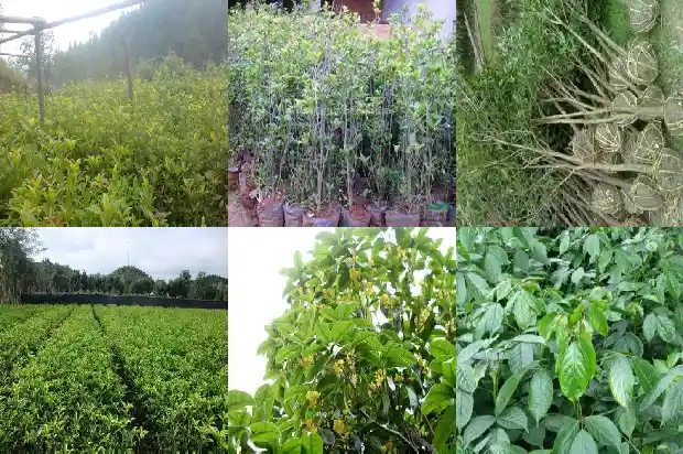 桂花树生长在什么地方有什么生长需求1686701477242