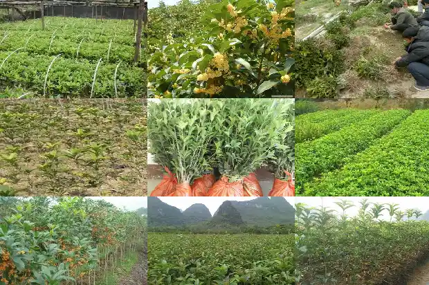 桂花茶怎么制作保存时间长1689467914524