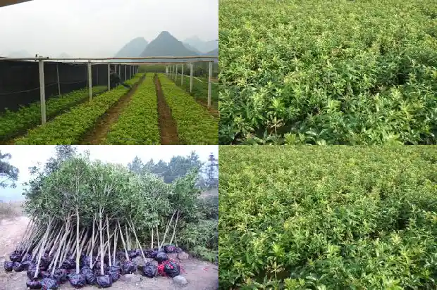 桂花树生长在什么地方最多1686701505130