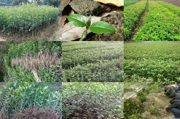 桂花树生长在哪个季节好1686701569247