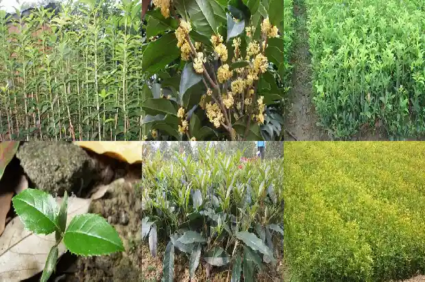 桂花树生长在哪个月?什么时候开花结果1686701598968