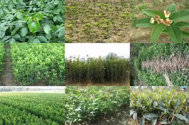 桂花树的树木有什么作用1686701629111