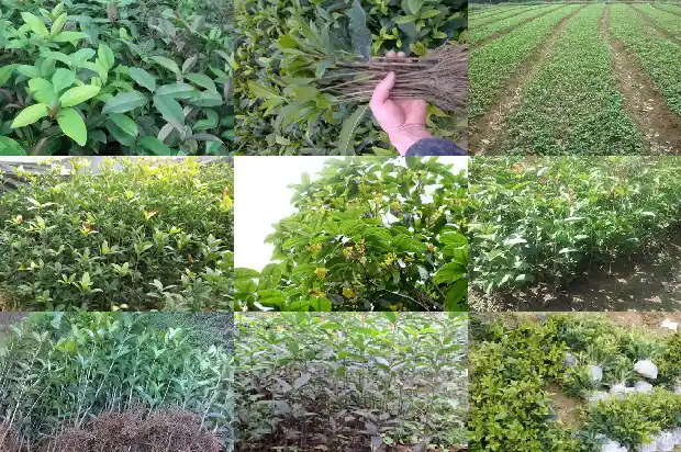 桂花茶有什么功效和作用禁忌1689381149362