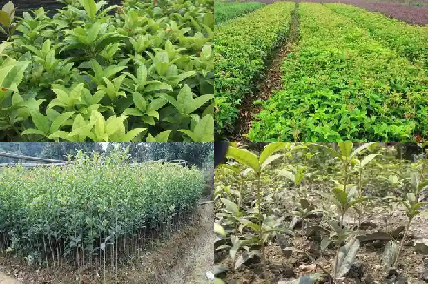 桂花树生长在哪些地方呢1686701661504