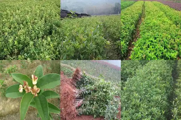 桂花树的原产地是哪里的呢1686701698755