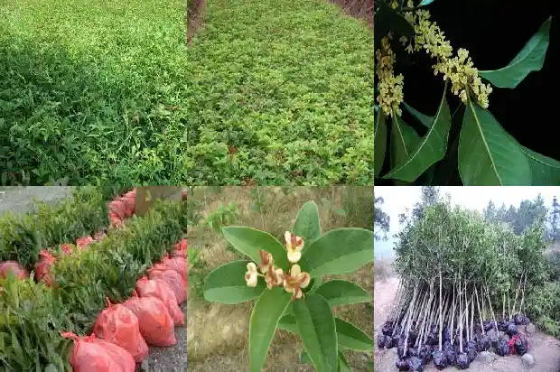桂花树的原产地是哪里的呢1686701698801
