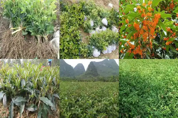 桂花的原产地在哪里呢1686701725223