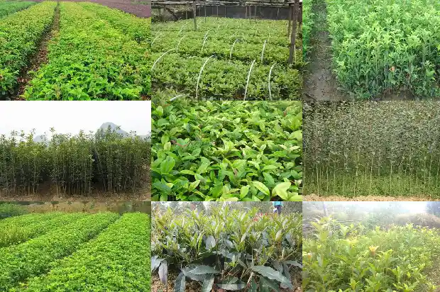 桂花的原产地在哪里呢1686701725271