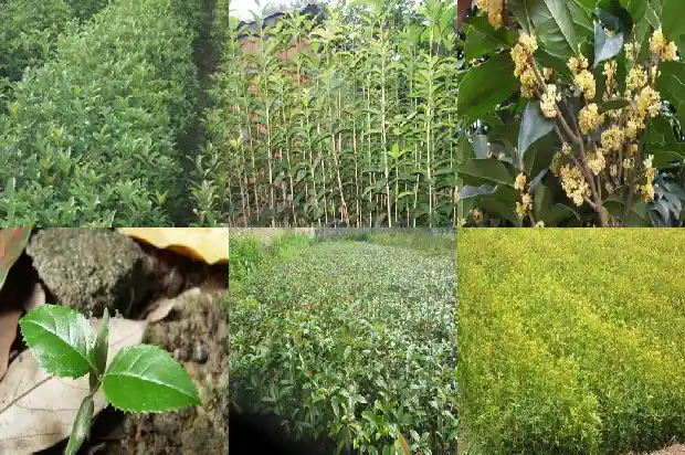 桂花的原产地在哪里呢1686701725319
