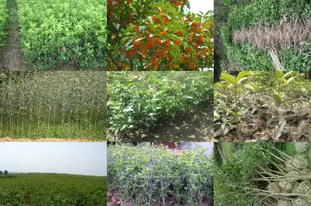 桂花哪里产的1686701768103