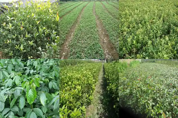 新鲜桂花泡茶有什么功效和作用1689467408121