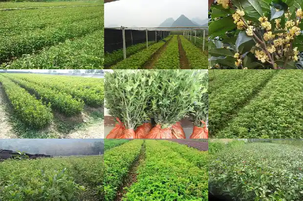 桂花嫁接到什么树上1686701787421