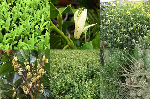种植桂花树要注意什么1686701803314