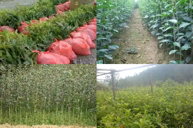 种植桂花树要注意什么1686701803362