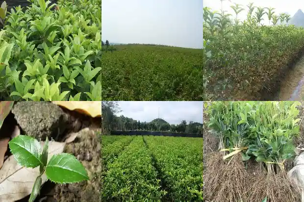 桂花树种植的注意事项和禁忌是什么1686701850870