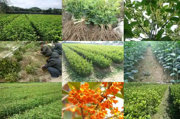 盆栽桂花树种植技术与注意事项有哪些1686701866857